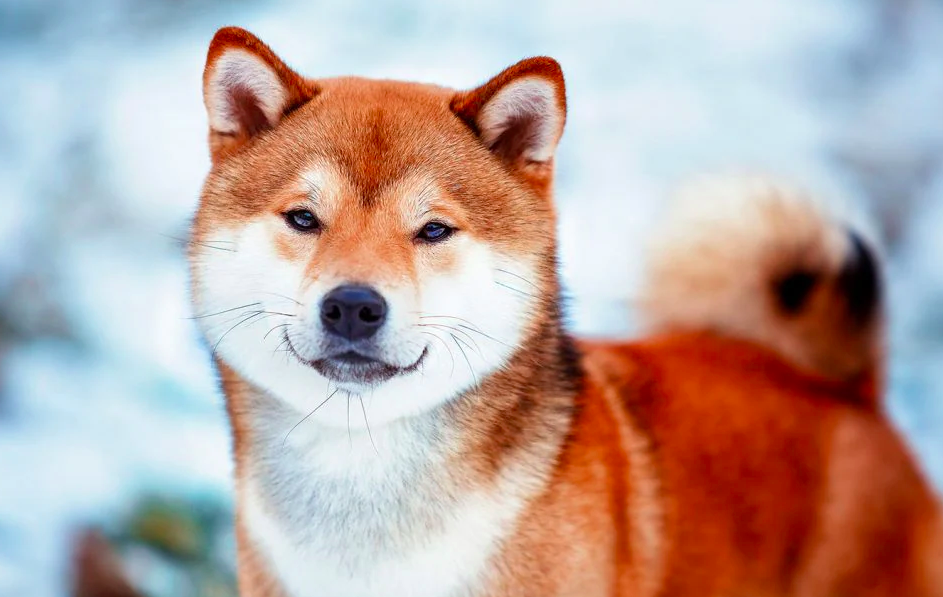 Shiba Inu Eternity Update Awaited – Will This Lift SHIB’s Price?